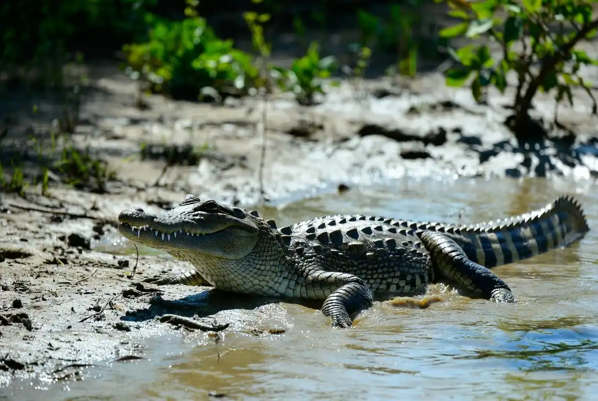 Seeing a Crocodile in a Dream – Spiritual, Islamic, and Biblical Meaning