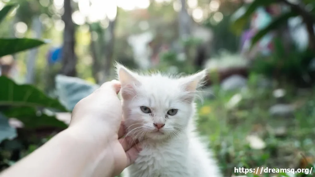 petting a white kitten