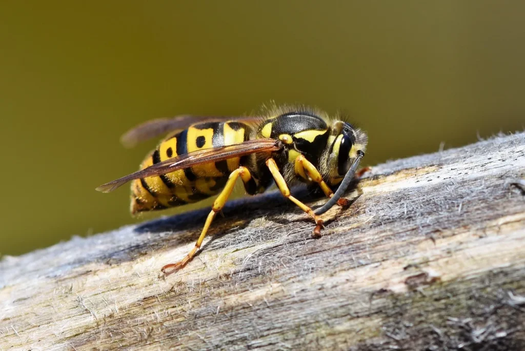 Wasp Wasp