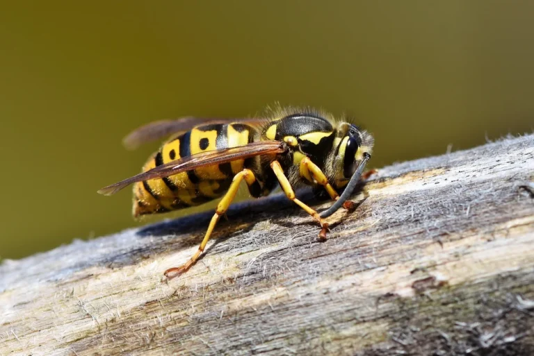 Wasp