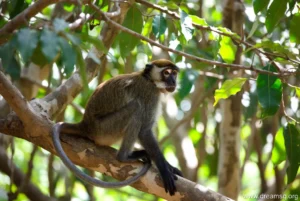 Dream Meaning of Seeing a Monkey