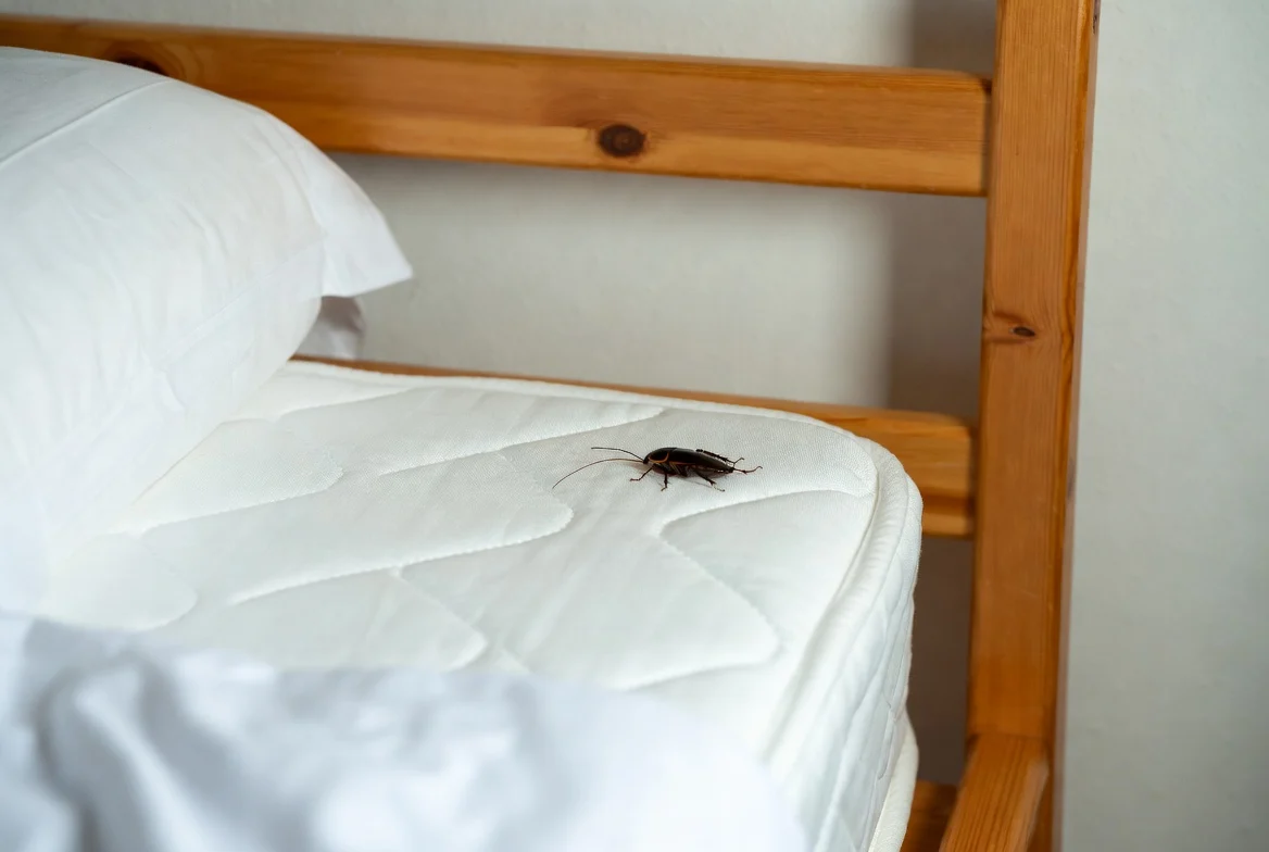 Insect Bug dream interpretation and meaning