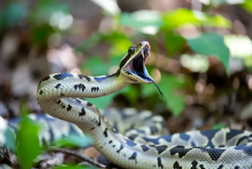 What Does It Mean To Dream About Snakes Attacking You: Complete Guide & Key Details