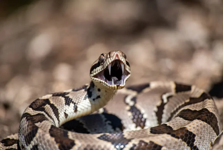 Dream of Fighting a Snake, Wrestling It, Catching or Killing